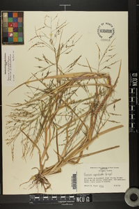 Panicum dichotomiflorum var. dichotomiflorum image