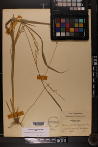 Coleataenia rigidula subsp. rigidula image