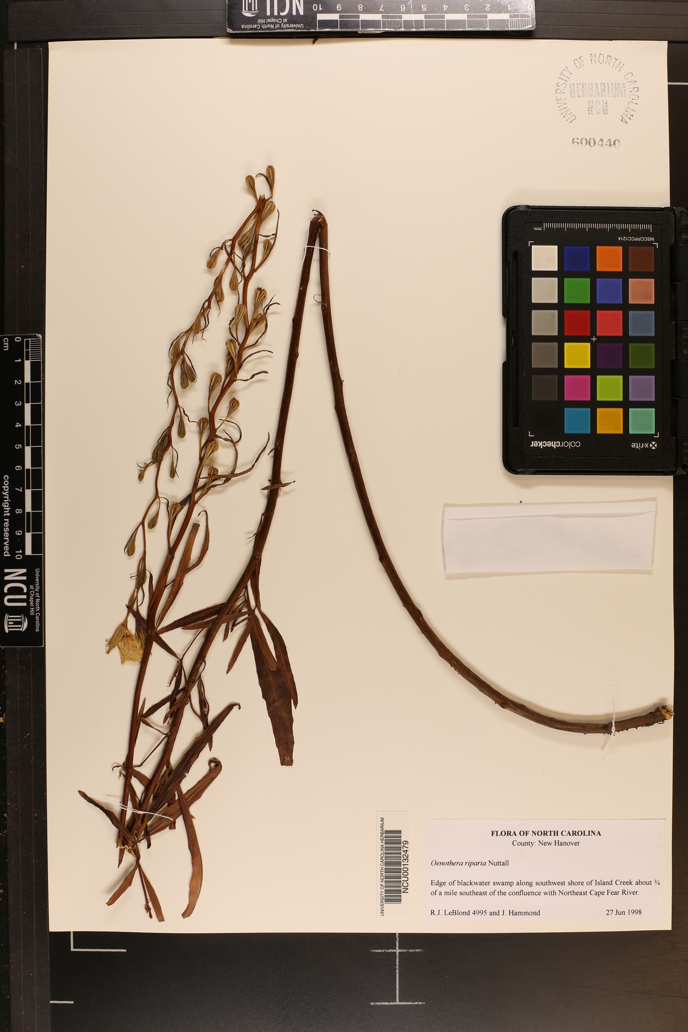 Oenothera riparia image