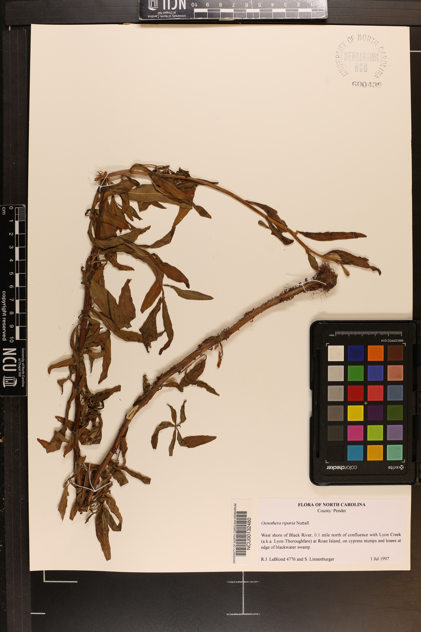 Oenothera riparia image