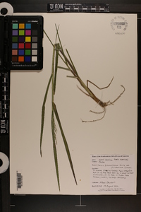 Panicum dichotomiflorum var. puritanorum image