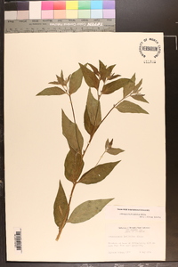 Lithospermum latifolium image