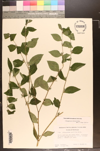 Lithospermum latifolium image