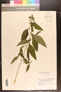 Lithospermum latifolium image