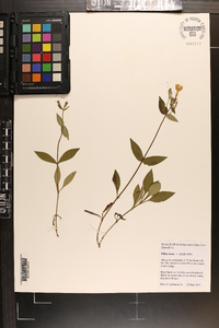 Phlox ovata image