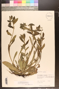 Lithospermum tuberosum image