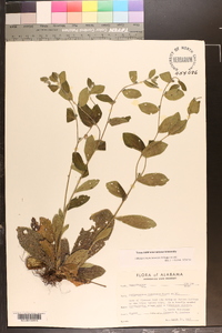 Lithospermum tuberosum image