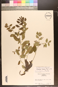 Lithospermum tuberosum image