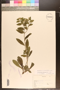 Lithospermum tuberosum image