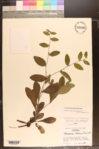 Lithospermum tuberosum image