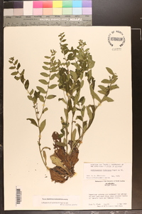 Lithospermum tuberosum image