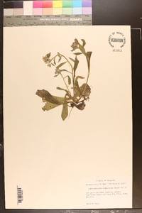 Lithospermum tuberosum image