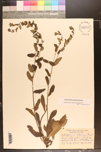 Lithospermum tuberosum image