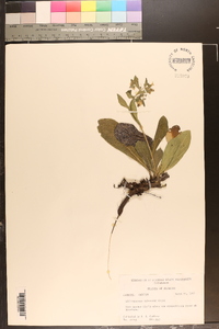 Lithospermum tuberosum image