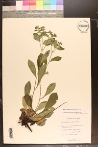 Lithospermum tuberosum image