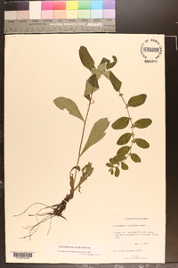 Lithospermum tuberosum image