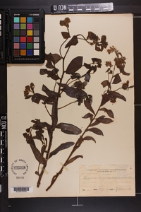 Onosmodium virginianum image