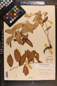 Lithospermum latifolium image