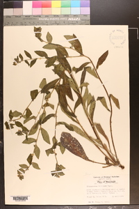 Lithospermum tuberosum image