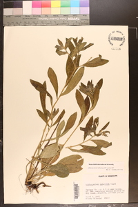 Lithospermum tuberosum image