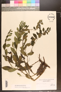 Lithospermum tuberosum image