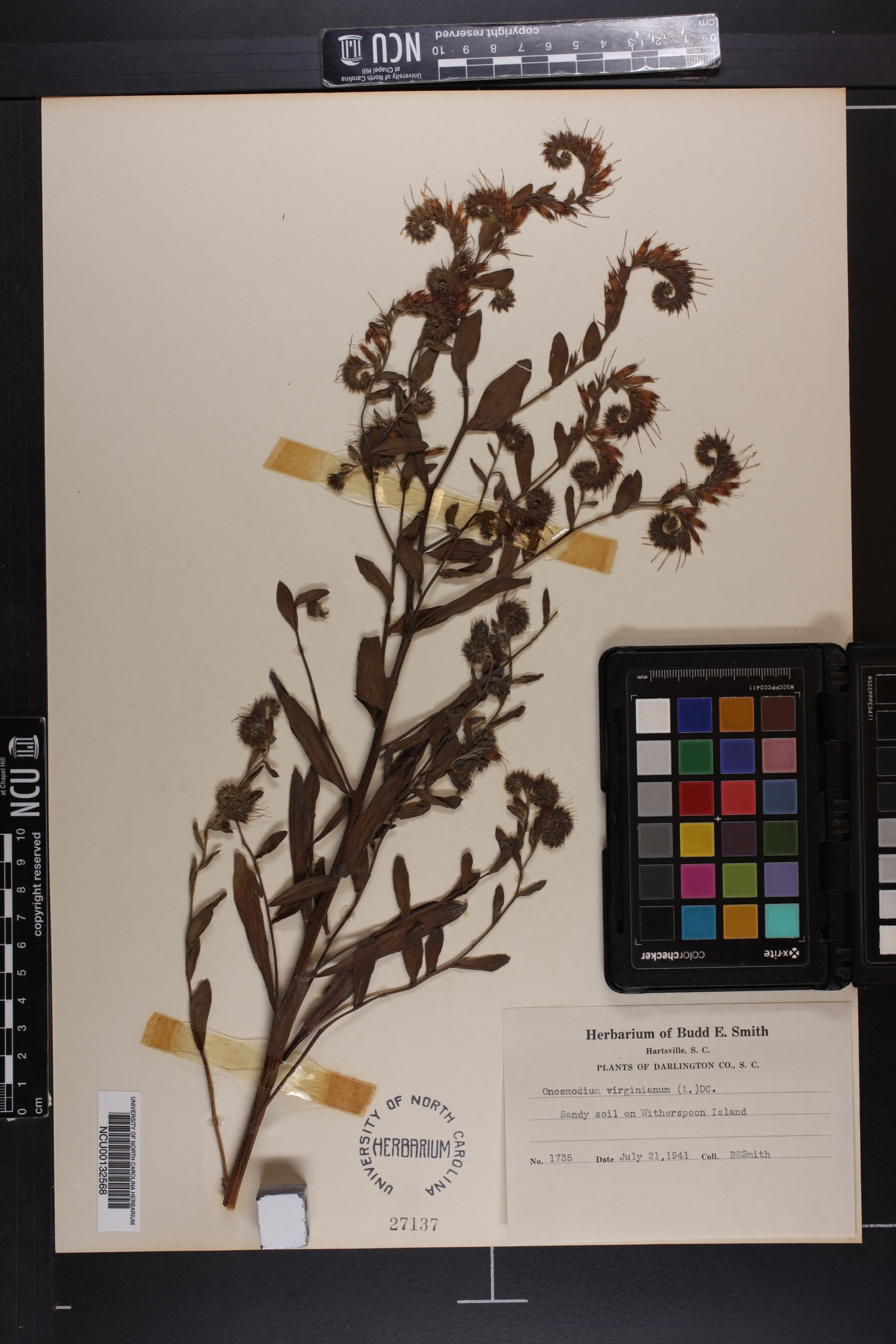 Onosmodium virginianum image