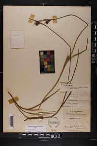 Scleria elliottii image
