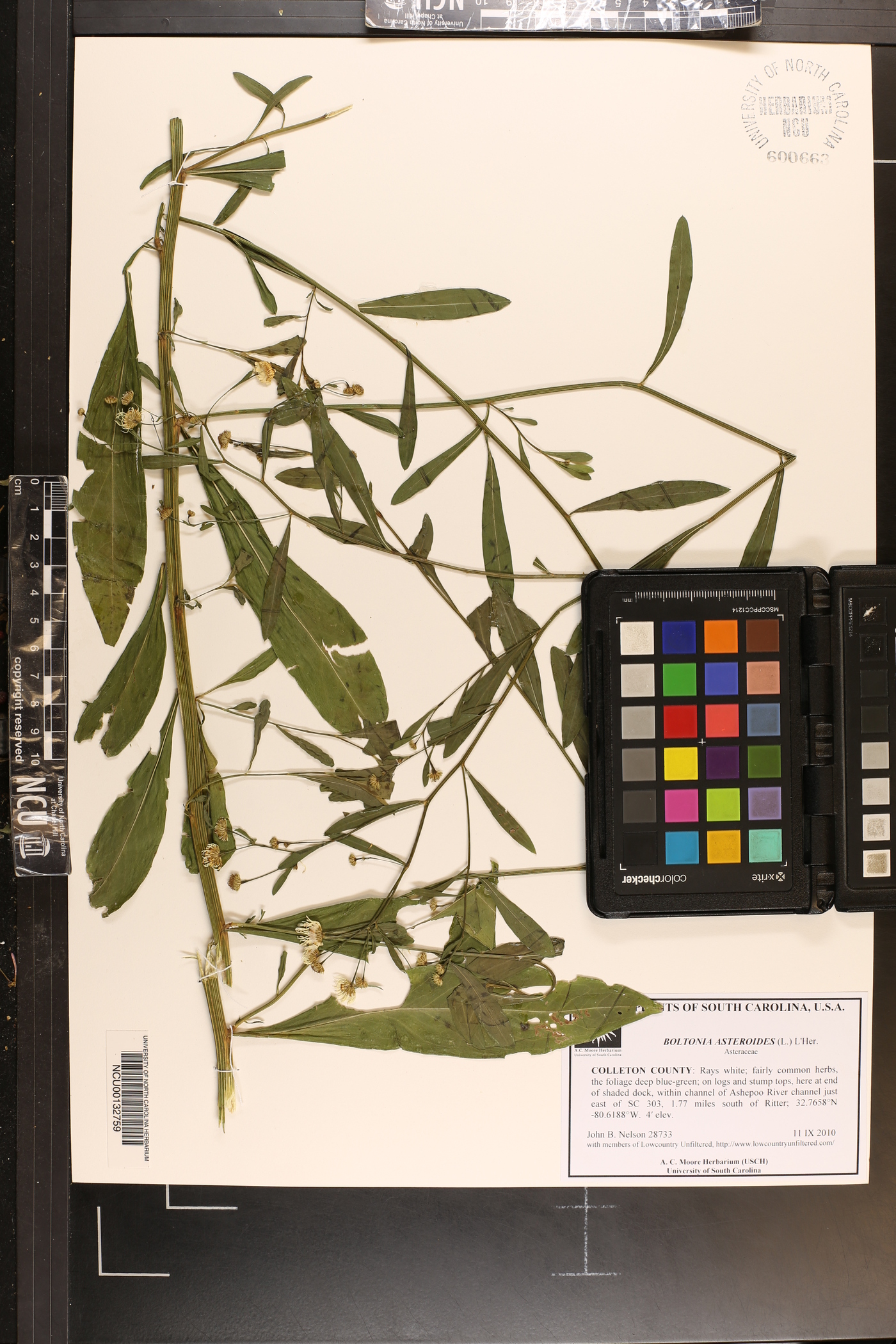 Boltonia asteroides var. glastifolia image