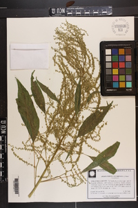 Amaranthus cannabinus image