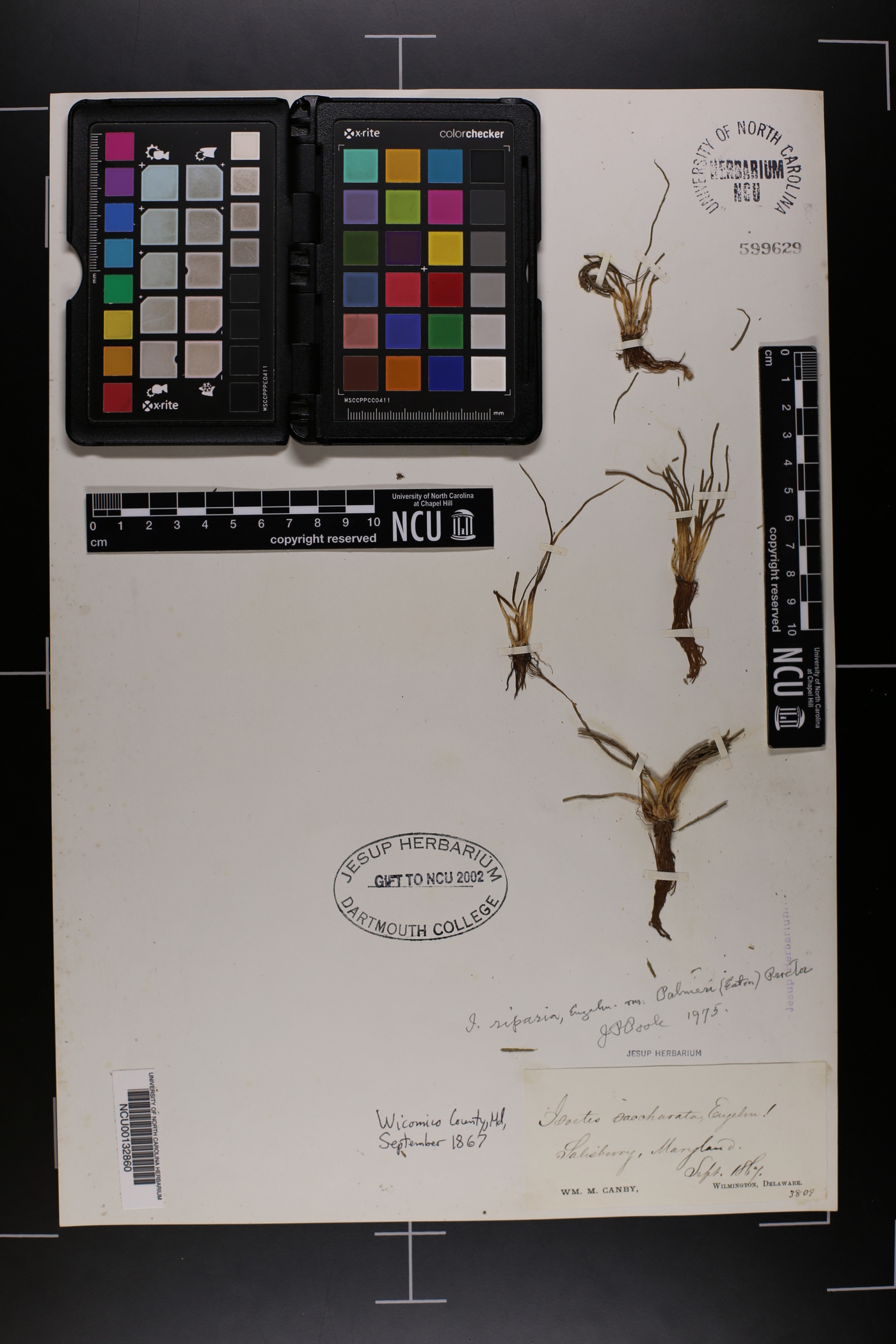 Isoëtes riparia var. palmeri image