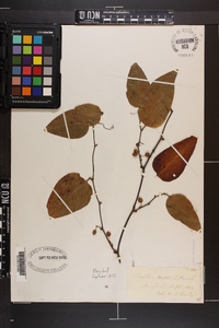 Smilax walteri image