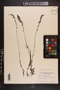 Buchnera floridana image