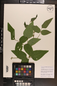 Desmodium canescens image