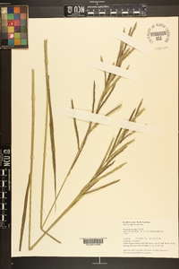 Paspalum urvillei image