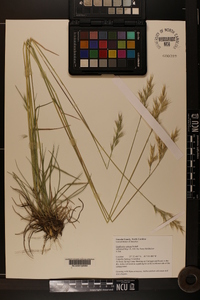 Danthonia sericea image