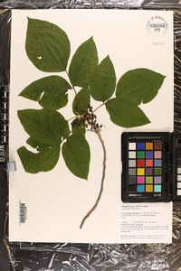 Toxicodendron radicans subsp. radicans image