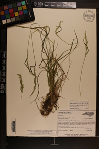 Sphenopholis intermedia image