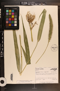 Setaria viridis var. major image