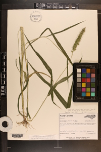 Setaria viridis var. viridis image