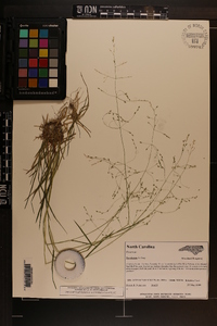 Poa alsodes image