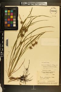 Carex louisianica image