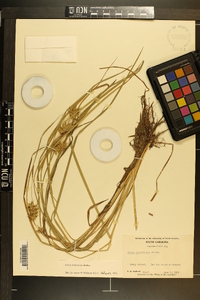 Carex louisianica image