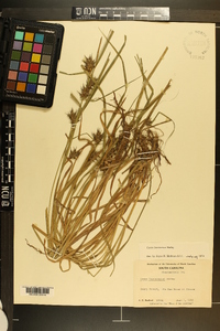 Carex louisianica image