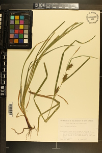 Carex louisianica image