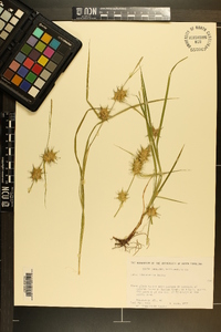 Carex louisianica image