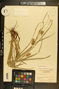 Carex louisianica image