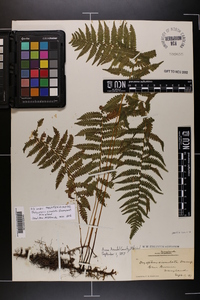 Thelypteris simulata image