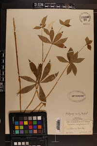 Medeola virginiana image