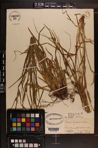 Carex grisea image