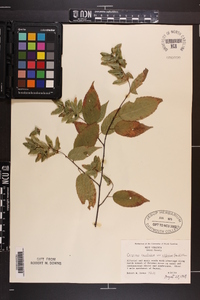 Carpinus caroliniana subsp. virginiana image